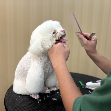 Dịch vụ Spa thú cưng tại Pet Joy- Chăm sóc thú cưng