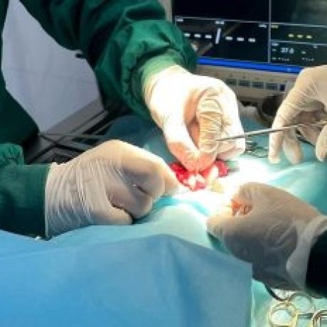 Tại sao nên triệt sản chó mèo? Những lưu ý và câu hỏi về triệt sản thú cưng