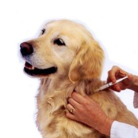 Tổng hợp các mũi vaccine thú cưng mà nhất định “sen” phải nắm rõ