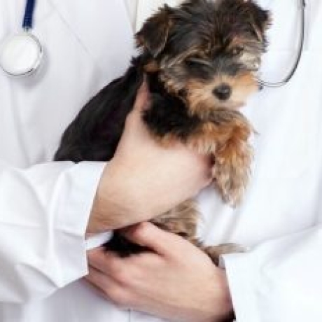 Lịch Tiêm vacxin cho chó và những điều bạn cần lưu ý