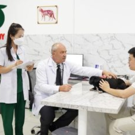 Những điều cần biết về triệt sản chó đực? Ưu và nhược điểm là gì