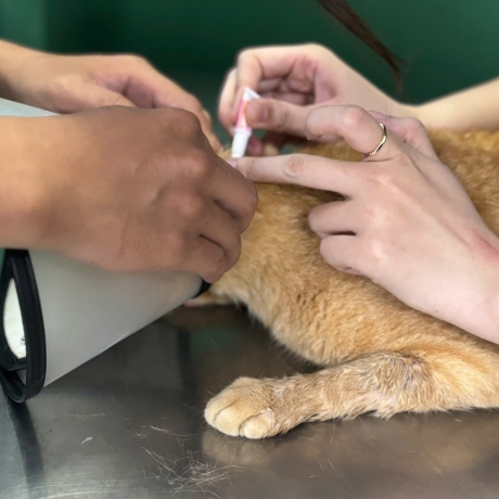 Tổng hợp các mũi vaccine thú cưng mà nhất định “sen” phải nắm rõ