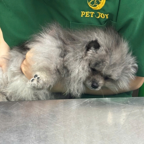 Khám Sức Khỏe định kỳ cho thú cưng | Nên Khám ở đâu tại Hcm