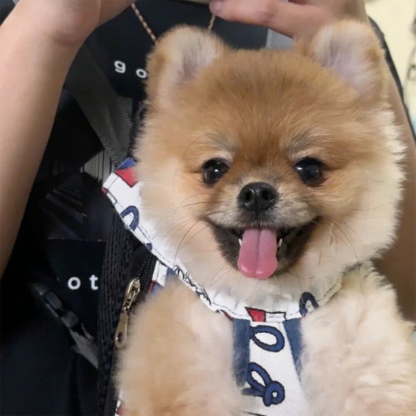 Dịch vụ chăm sóc răng miệng cho thú cưng uy tin chất lượng tại HCM