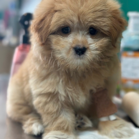 Tại sao nên triệt sản chó mèo? Những lưu ý và câu hỏi về triệt sản thú cưng