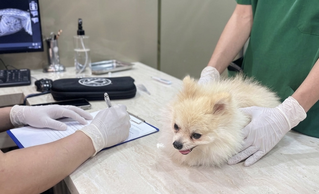 BỆNH VIỆN THÚ Y PET JOY - TRUNG TÂM CHĂM SÓC THÚ CƯNG UY TÍN TẠI TP.HCM