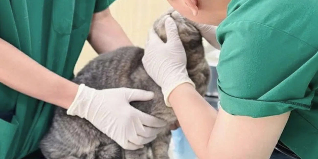 Hotline cấp cứu thú y 24/7 của Pet Joy