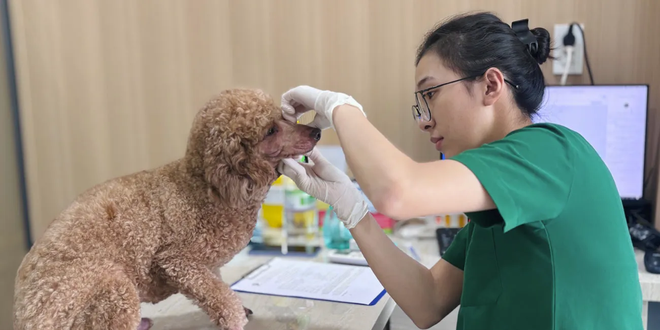 BỆNH VIỆN THÚ Y PET JOY - TRUNG TÂM CHĂM SÓC THÚ CƯNG UY TÍN TẠI TP. HỒ CHÍ MINH