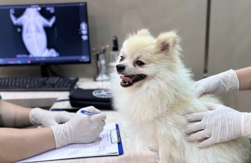 BỆNH VIỆN THÚ Y PET JOY - TRUNG TÂM CHĂM SÓC THÚ CƯNG UY TÍN TẠI TP. HỒ CHÍ MINH