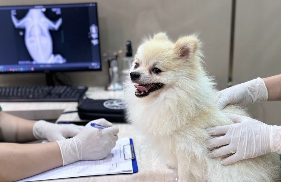 BỆNH VIỆN THÚ Y PET JOY - TRUNG TÂM CHĂM SÓC THÚ CƯNG UY TÍN TẠI TP.HCM
