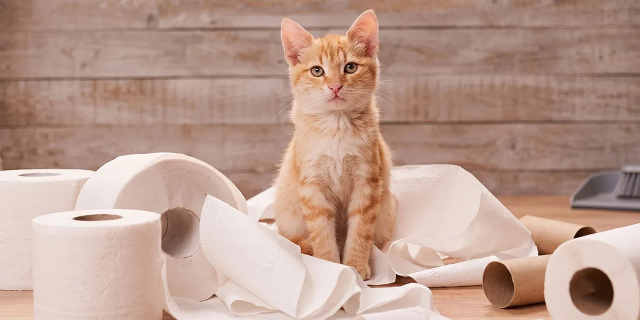 Tiêu chảy ở chó mèo: dấu hiệu và cách xử lý
