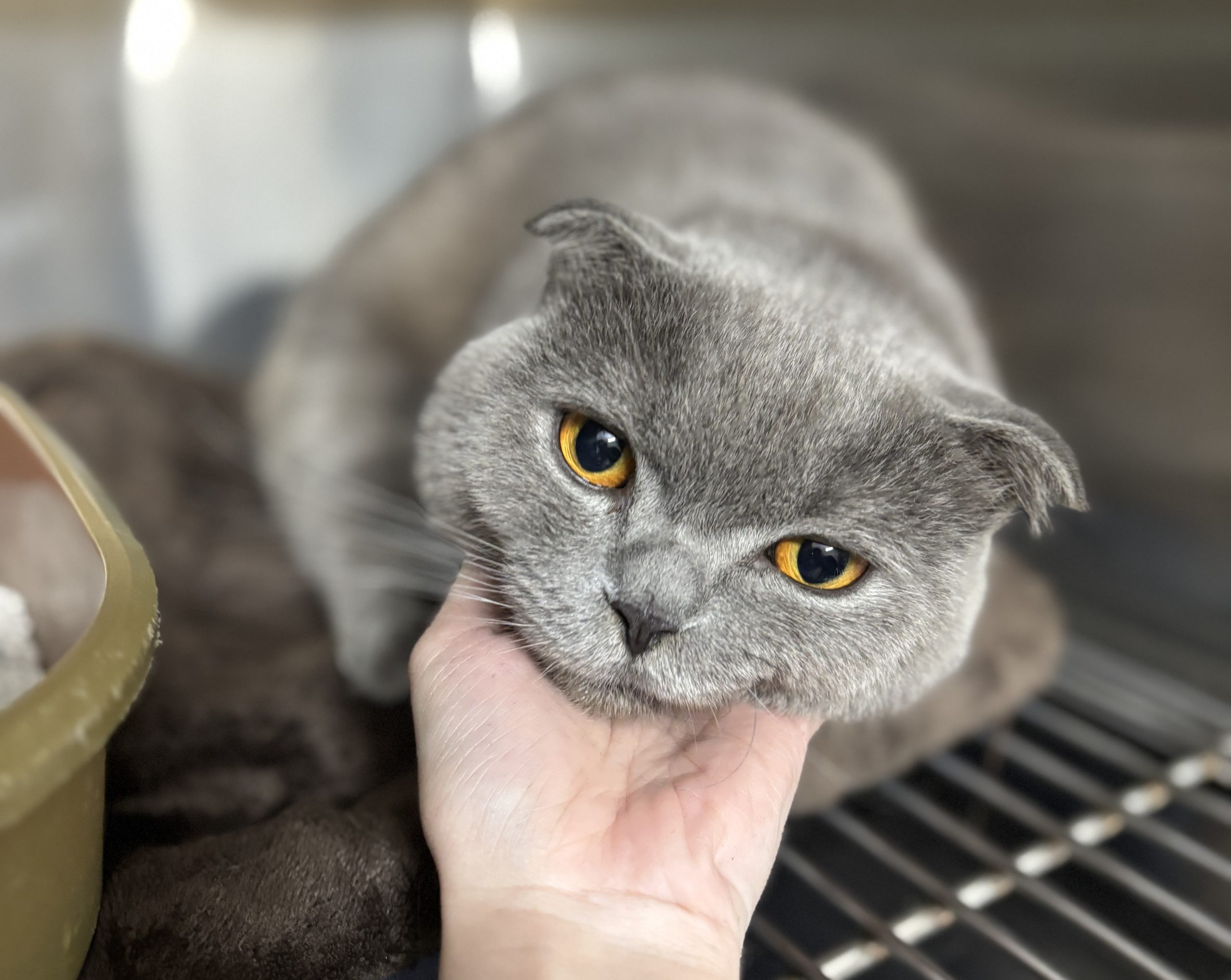 BỆNH VIỆN THÚ Y PET JOY - TRUNG TÂM CHĂM SÓC THÚ CƯNG UY TÍN TẠI TP. HỒ CHÍ MINH