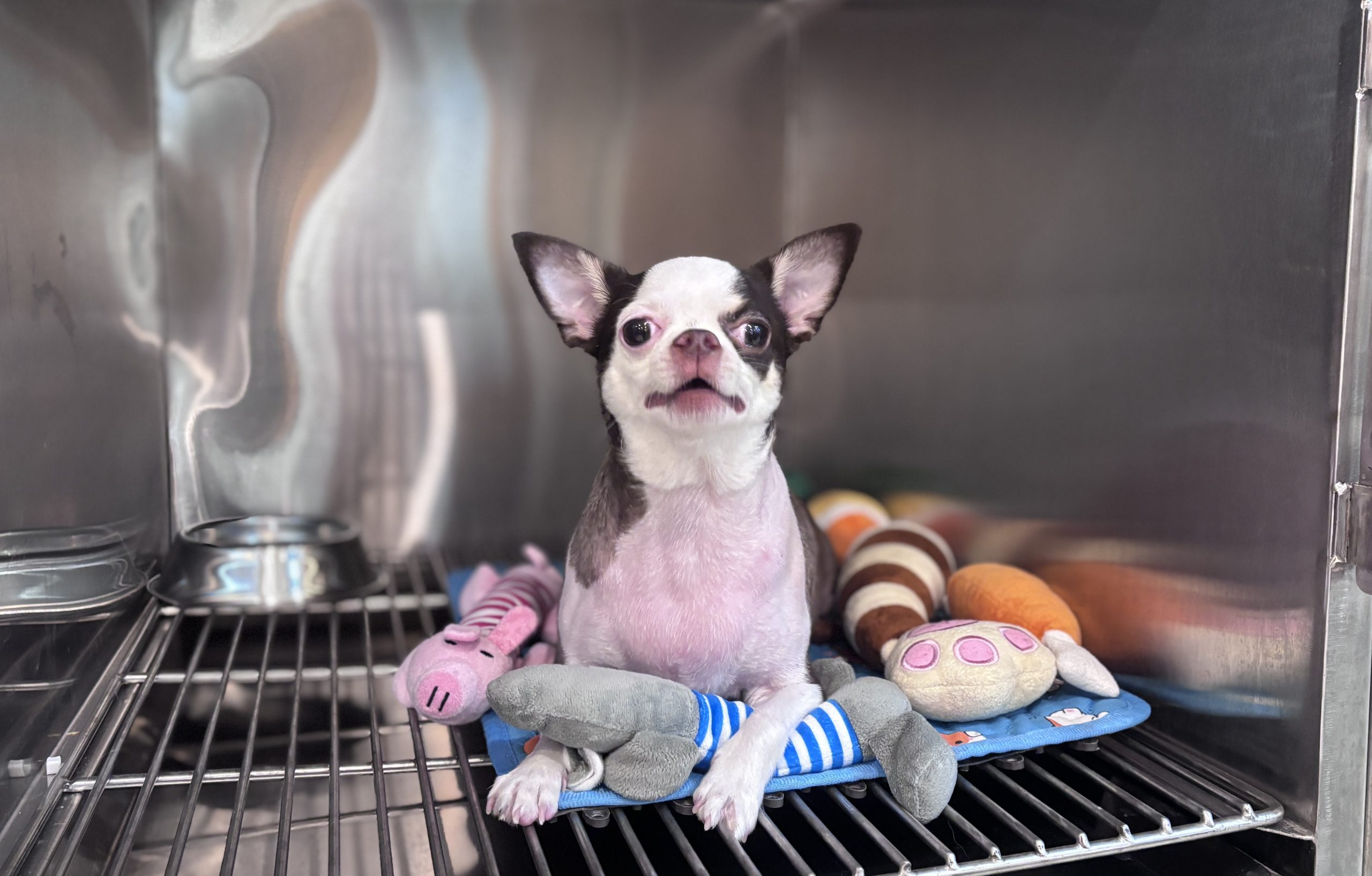 BỆNH VIỆN THÚ Y PET JOY - TRUNG TÂM CHĂM SÓC THÚ CƯNG UY TÍN TẠI TP.HCM
