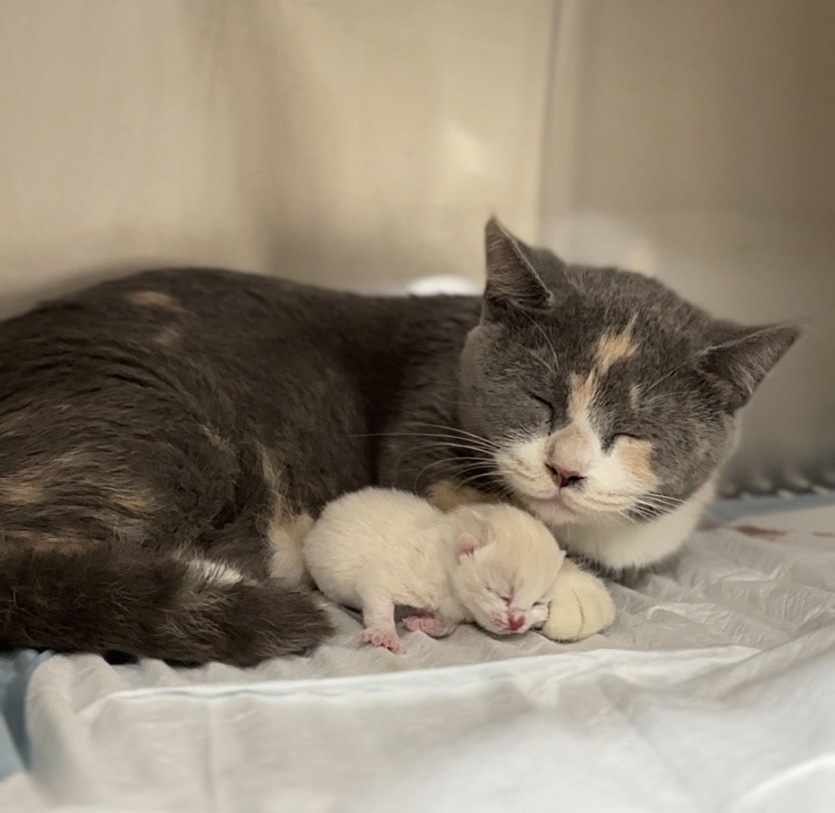 BỆNH VIỆN THÚ Y PET JOY - TRUNG TÂM CHĂM SÓC THÚ CƯNG UY TÍN TẠI TP. HỒ CHÍ MINH