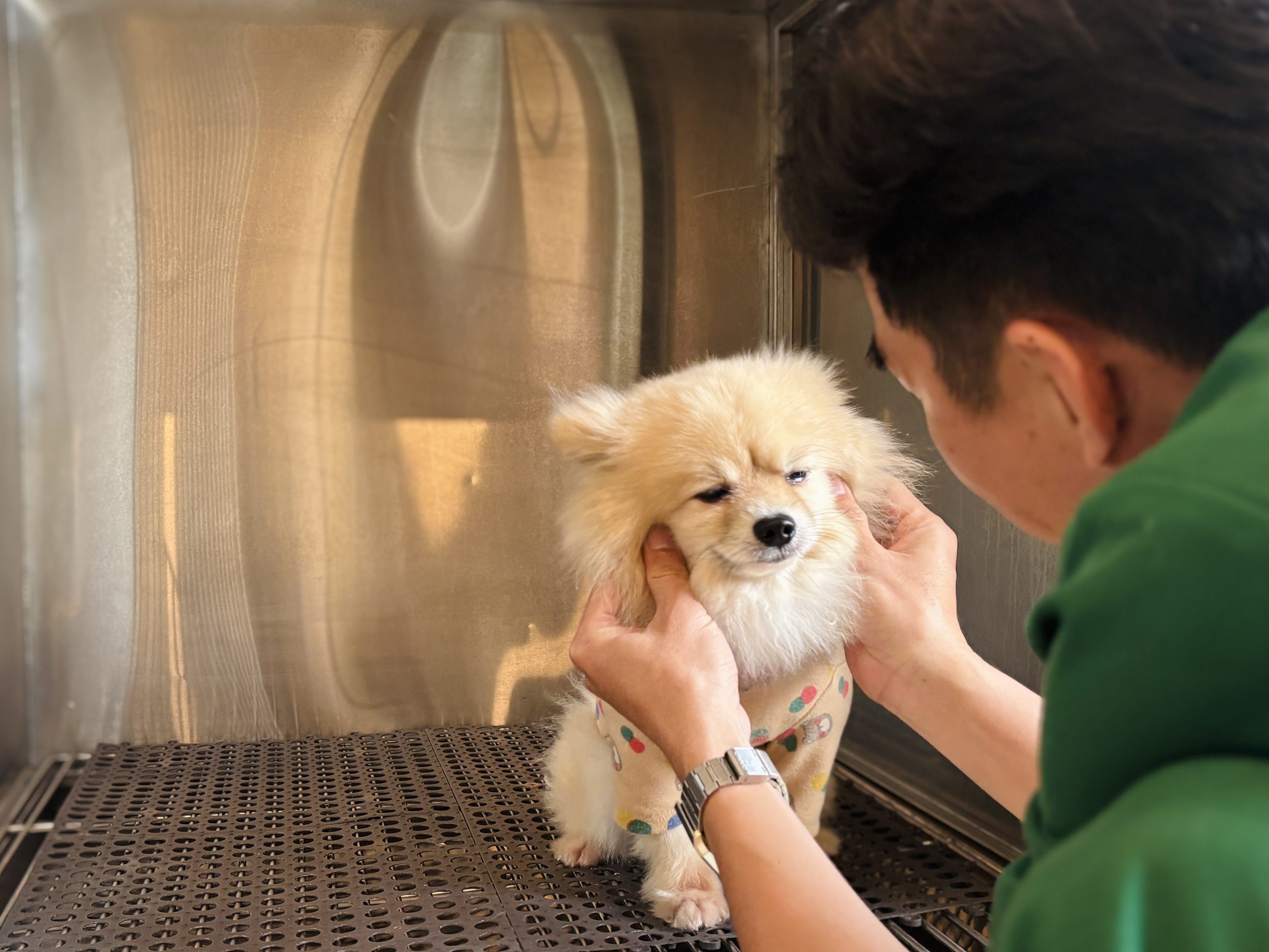 BỆNH VIỆN THÚ Y PET JOY - TRUNG TÂM CHĂM SÓC THÚ CƯNG UY TÍN TẠI TP. HỒ CHÍ MINH