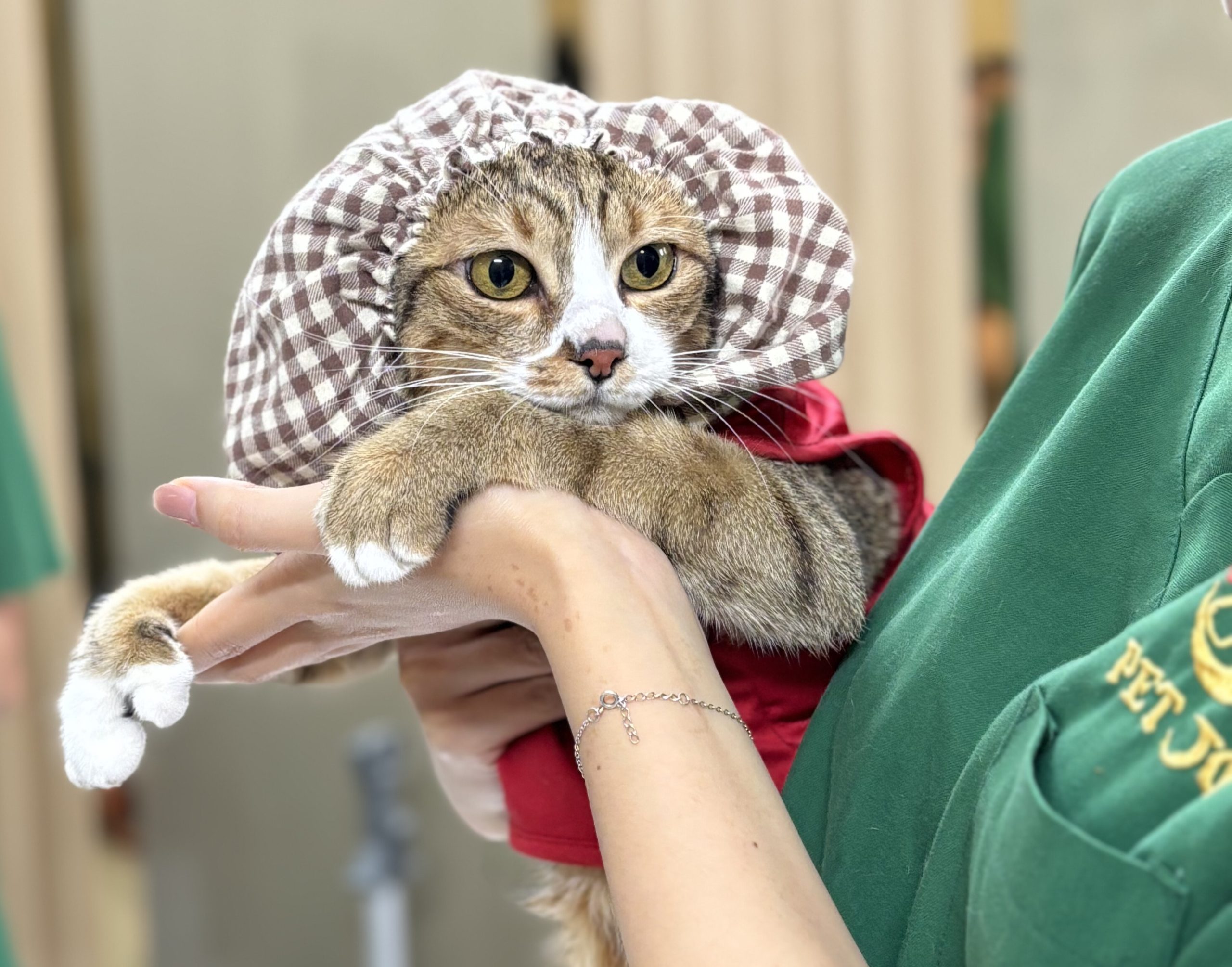 BỆNH VIỆN THÚ Y PET JOY - TRUNG TÂM CHĂM SÓC THÚ CƯNG UY TÍN TẠI TP. HỒ CHÍ MINH