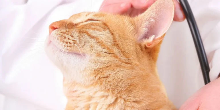 Triệt sản chó mèo an toàn tại Bệnh viện Thú y Pet Joy