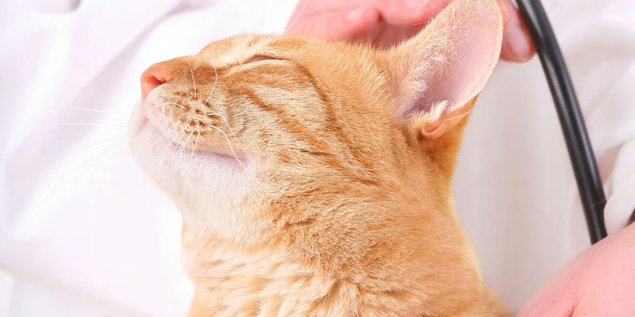Triệt sản chó mèo an toàn tại Bệnh viện Thú y Pet Joy