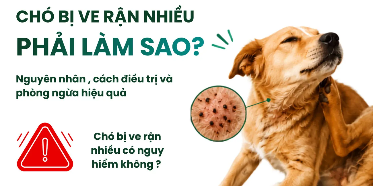 Chó bị nhiễm ký sinh trùng nặng cần xử lý như thế nào
