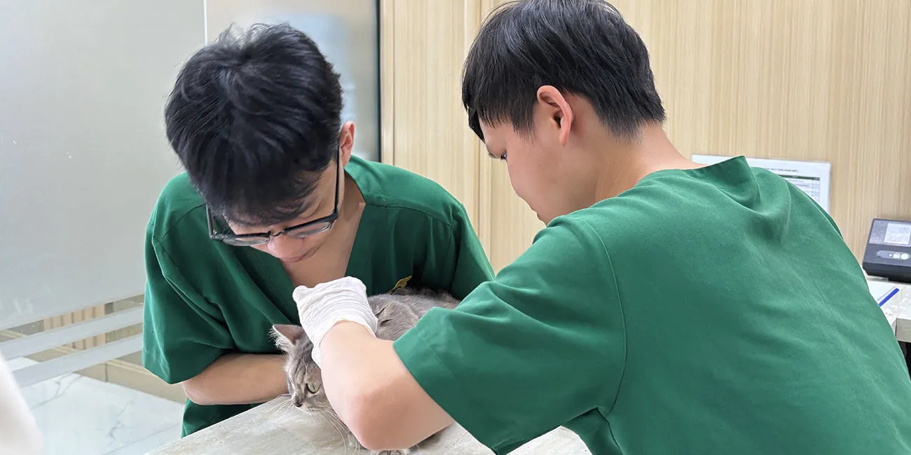 Chăm sóc cấp cứu cho chó mèo tại Pet Joy