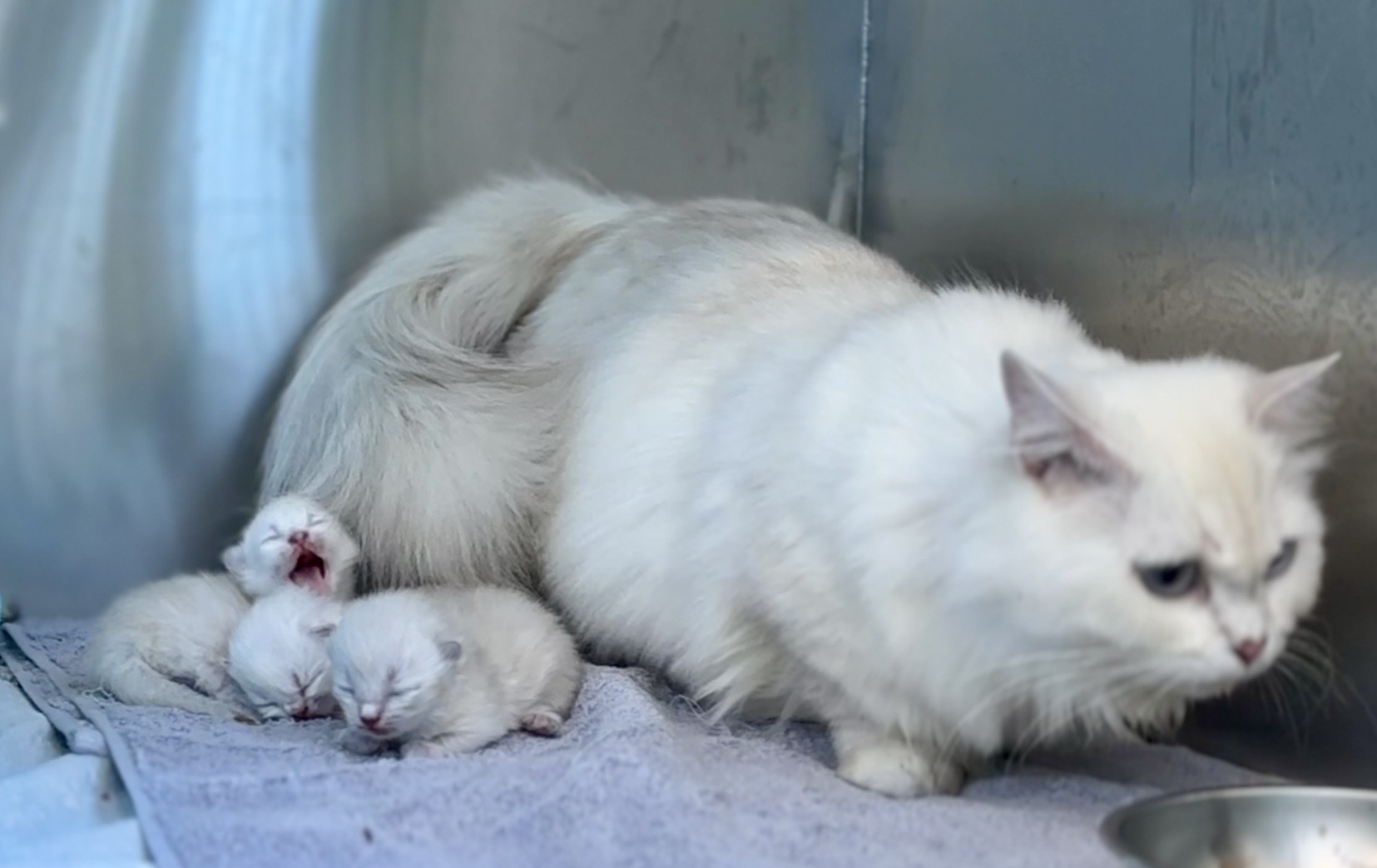 Cat C-section surgery at Pet Joy Hospital