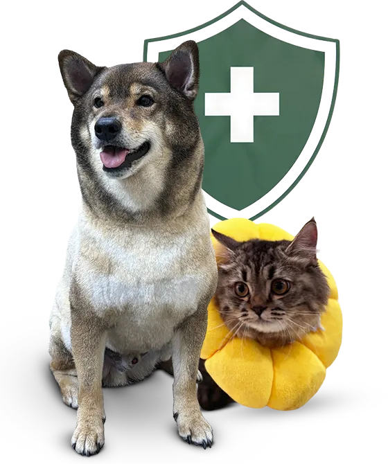 Dog and Cat