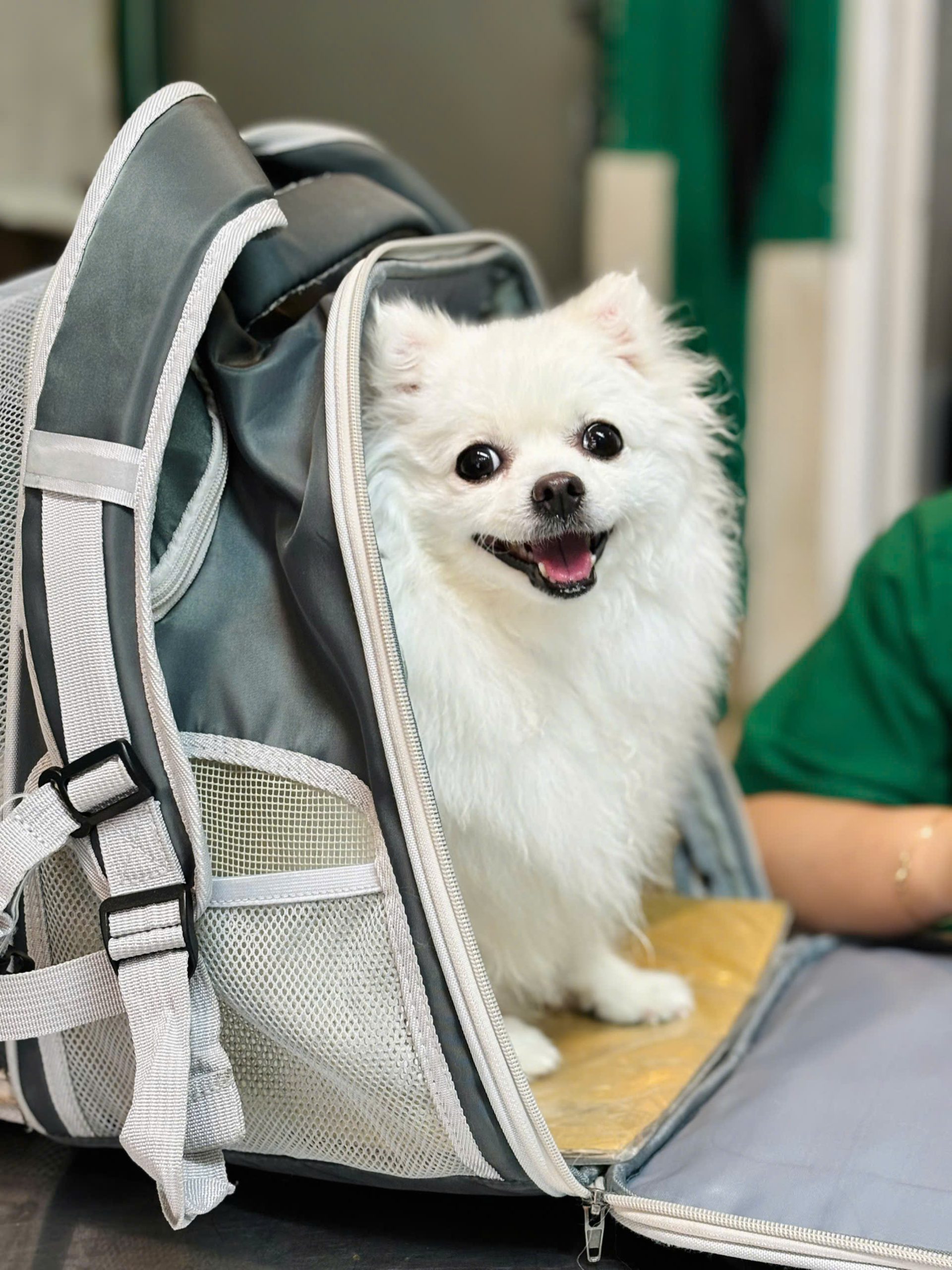 Hồ sơ vận chuyển quốc tế tại Pet Joy